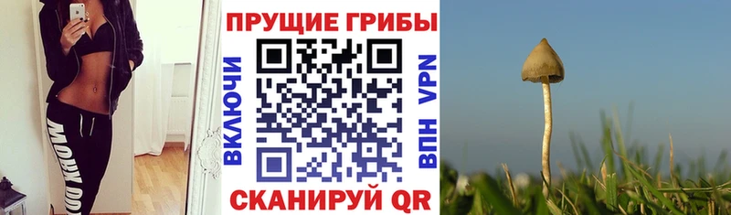 дарнет шоп  Губкин  Галлюциногенные грибы ЛСД 