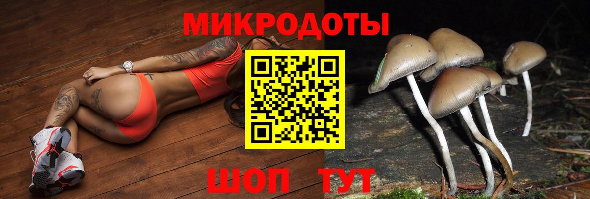 Галлюциногенные грибы Psilocybe Губкин