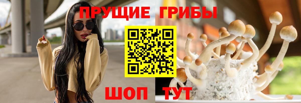 Губкин  Псилоцибиновые грибы Cubensis  Вход с VPN 